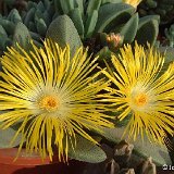 Pleiospilos compactus subsp. canus (magnipunctatus) JLcoll.3868   ÉPUISÉ - OUT of STOCK - AGOTADO